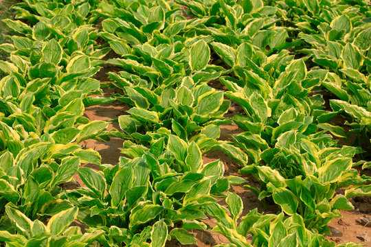 Hosta plantaginea Aschers leaves