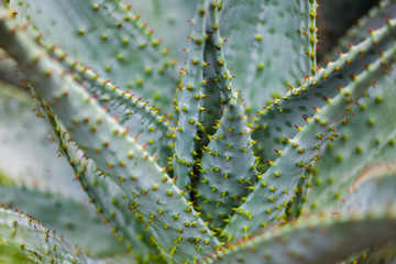 Fototapeta premium Cactus