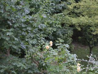 wild roses on the green edge