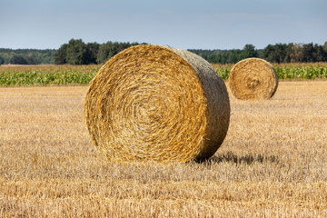 Fototapeta na wymiar straw bales after harvest on field on sunny day in summer