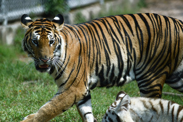 zwei junge Tiger in einem Tierpark in Asien