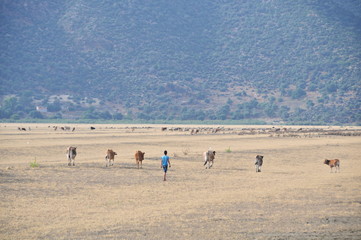 Fototapeta na wymiar A child hearding cows at Ichkeul national park, Bizerte, northern Tunisia