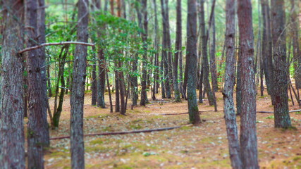 Naklejka premium arbre