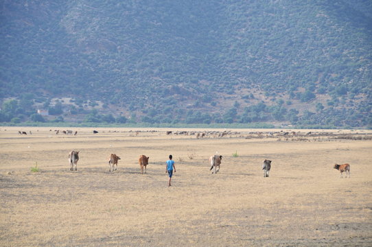 A child hearding cows at Ichkeul national park, Bizerte, northern Tunisia