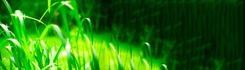 Panorama of long green leaves near a stream and sun glare on a blurred background of greenery