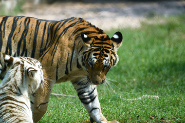 zwei junge Tiger in einem Tierpark in Asien
