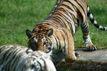 zwei junge Tiger in einem Tierpark in Asien