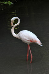 pink flamingo bird in natural habitat