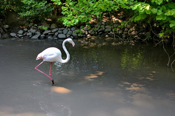 pink flamingo bird in natural habitat