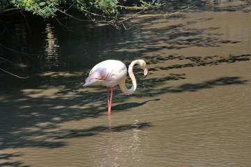 pink flamingo bird in natural habitat