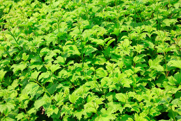 Leaves of green plants