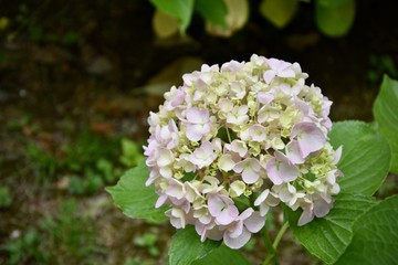 white flowers in the garden