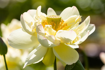 Macro of a sacred lotus