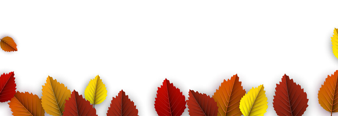 Autumn background with colorful birch leaves.