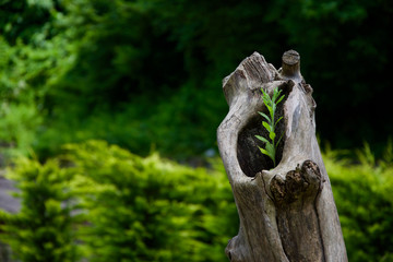 Plant it inside a tree stalk