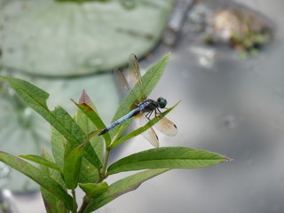 Blue Dasher, Rhode Island, USA
