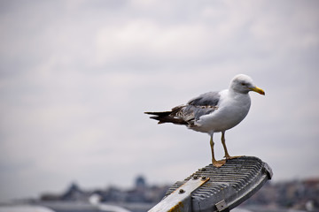 seagull on the beach