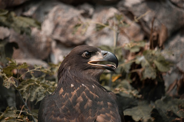 bald eagle