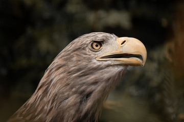 american bald eagle