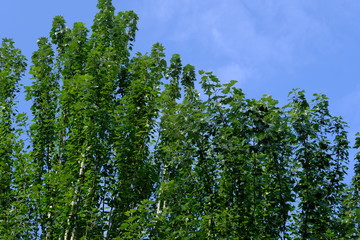 Fototapeta premium Trees on a background of blue sky