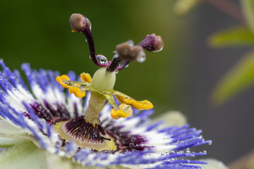 Passionsblume mit Regentropfen