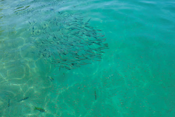 A flock of marine fish in the clear turquoise water of a tropical sea