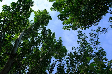 Trees on a background of blue sky