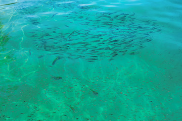 Fototapeta na wymiar A flock of marine fish in the clear turquoise water of a tropical sea