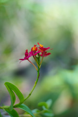 Obraz premium The blooming jatropha flower with flower buds on a blurred green background