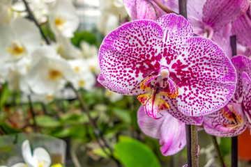 orchid flowers