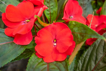 red flowers