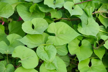  Nature background image