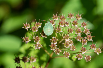 Kleine grüner Käfer ruht sich aus