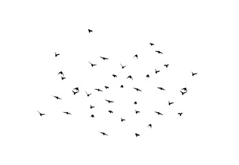 A flock of flying birds. Vector illustration