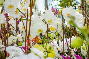 orchid flowers