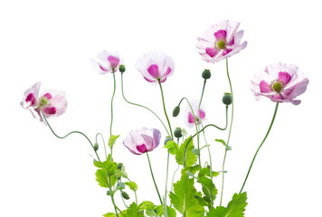 poppy flowers on white background