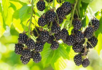 branch of ripe blackberries in a garden