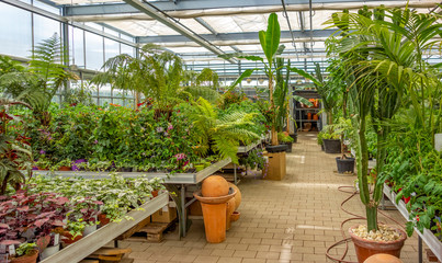 greenhouse scenery