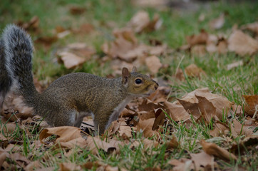 Naklejka na ściany i meble Squirrel in Autumn with Dry Leaves and Green Grass