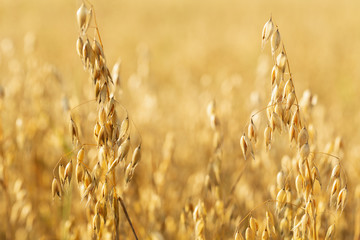 Ripe ears of oats in a field