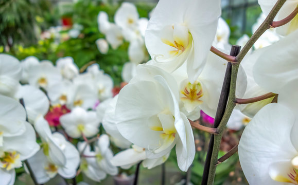 orchid flowers