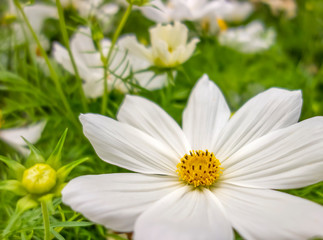 white flowers