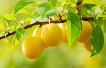 branch of ripe yellow plums in a garden