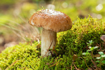 boletus mushroom in a forest. Edible mushroom