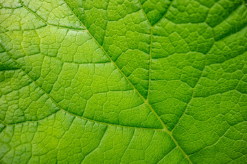 green leaf detail