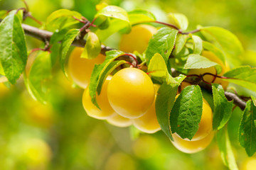 branch of ripe yellow plums in a garden