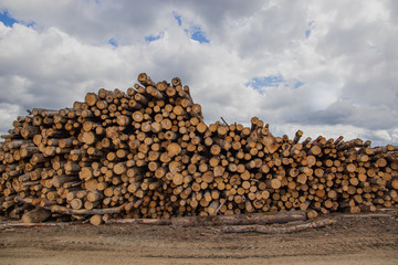 pile of wood