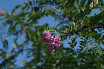  Nature background image