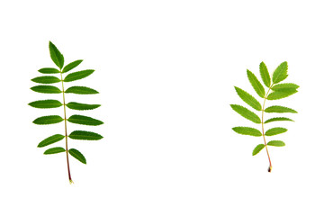 green leaves on white background