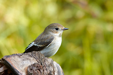 Weiblicher Trauerschnäpper auf einer Waldlichtung